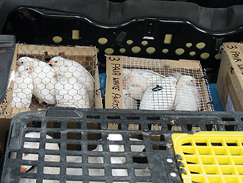 Partridge thief sentenced