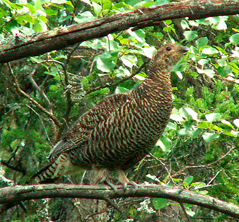 Views on blackgrouse ban differ