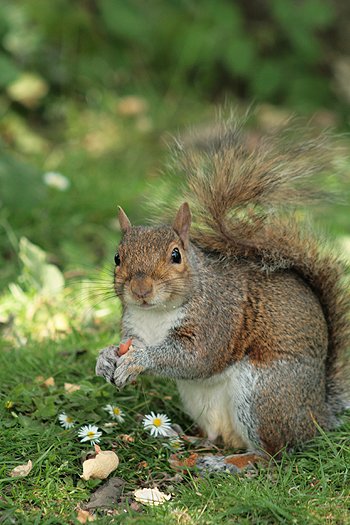 New squirrel trapping guidance