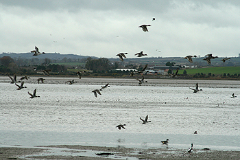 Bird flu outbreak in Irish pheasants