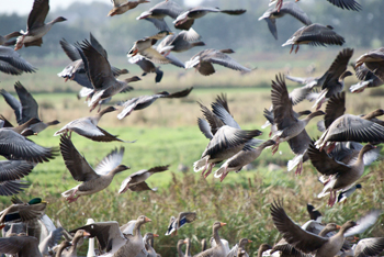 Wildfowling - "Unprecedented numbers" of pinkfeet on the Solway