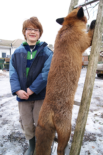 Giant fox shot in Kent