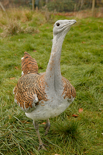 Great bustard project receives vital funds