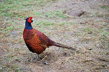 In praise of our pheasants