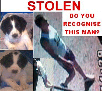 Stolen dogs