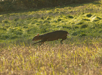 "Shoot, muntjac on sight," says SNH