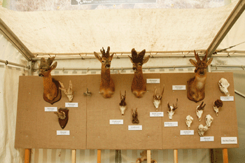 CIC display rare heads