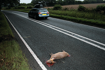 App lets users log deer road deaths