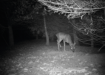 Cameras to track deer