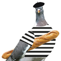 Do woodpigeon migrate?