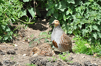 Guilty gamebirds