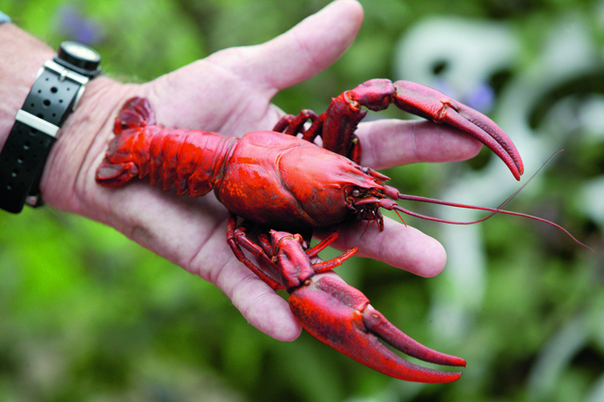 Foraging: If you can't beat 'em, eat 'em