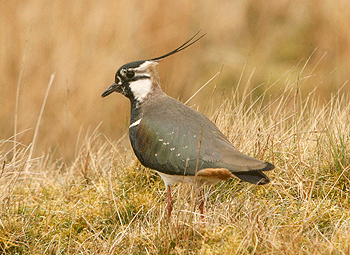Concern for UK lapwings