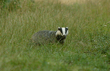 Badger cull to go ahead