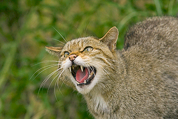 Wildcats on the brink