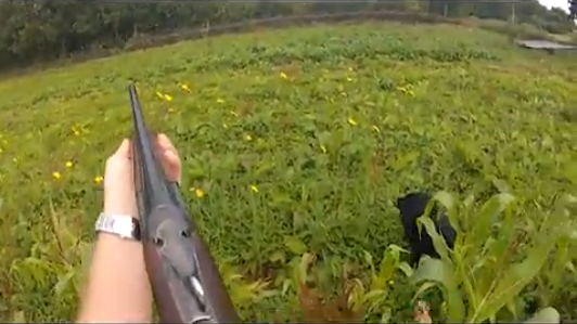 Walked-up partridges on the head-cam