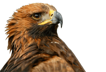 Golden eagle shot in Scotland